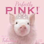 Perfectly Pink Calendar Trends Amazon in Books